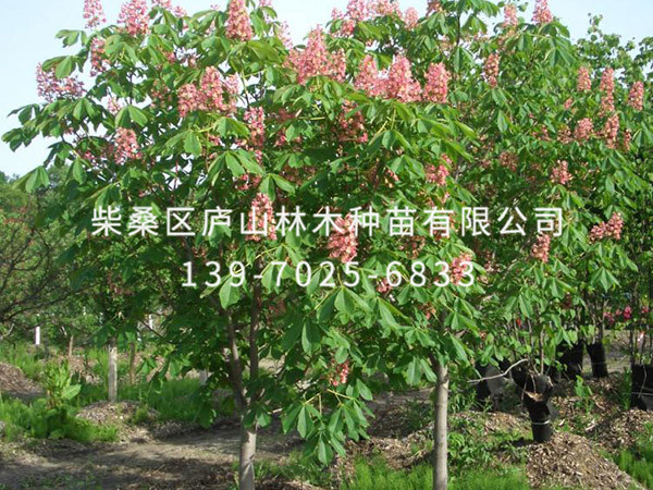 红花七叶树