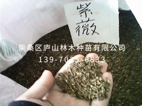 矮生紫薇种子