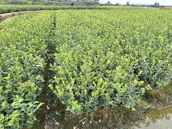 油茶苗